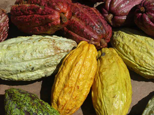 El cacao criollo se consolida como uno de los mejores del mundo