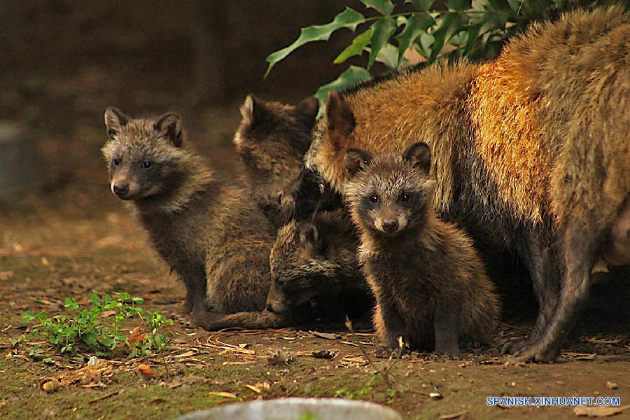 Una pareja de perros mapaches provenientes de Japón le dio al Zoológico de Chapultepec de la Ciudad de México nuevos inquilinos: nueve perros mapache, informó hoy lunes el gobierno de la capital del país.