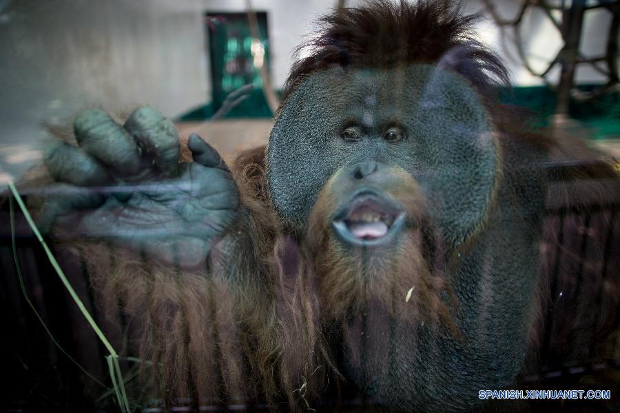 El futuro de 'Toto', un orangután híbrido del Zoológico de Chapultepec, aún es incierto tras la muerte de su hermano 'Jambie' a finales de julio pasado por complicaciones de salud, pero la posibilidad de que pudiera ser trasladado al extranjero o traerle compañía es lejana, debido a una ley mexicana.