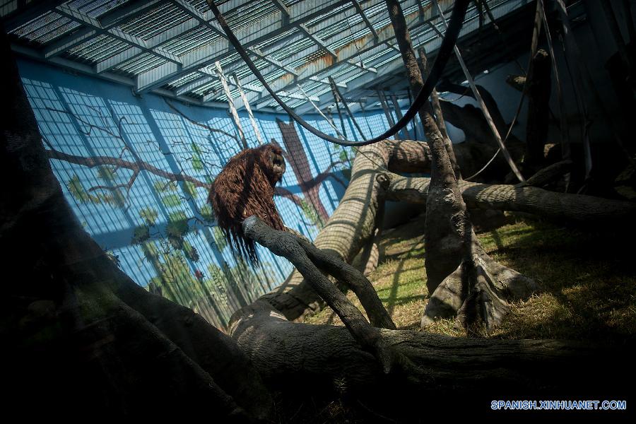 El futuro de 'Toto', un orangután híbrido del Zoológico de Chapultepec, aún es incierto tras la muerte de su hermano 'Jambie' a finales de julio pasado por complicaciones de salud, pero la posibilidad de que pudiera ser trasladado al extranjero o traerle compañía es lejana, debido a una ley mexicana.