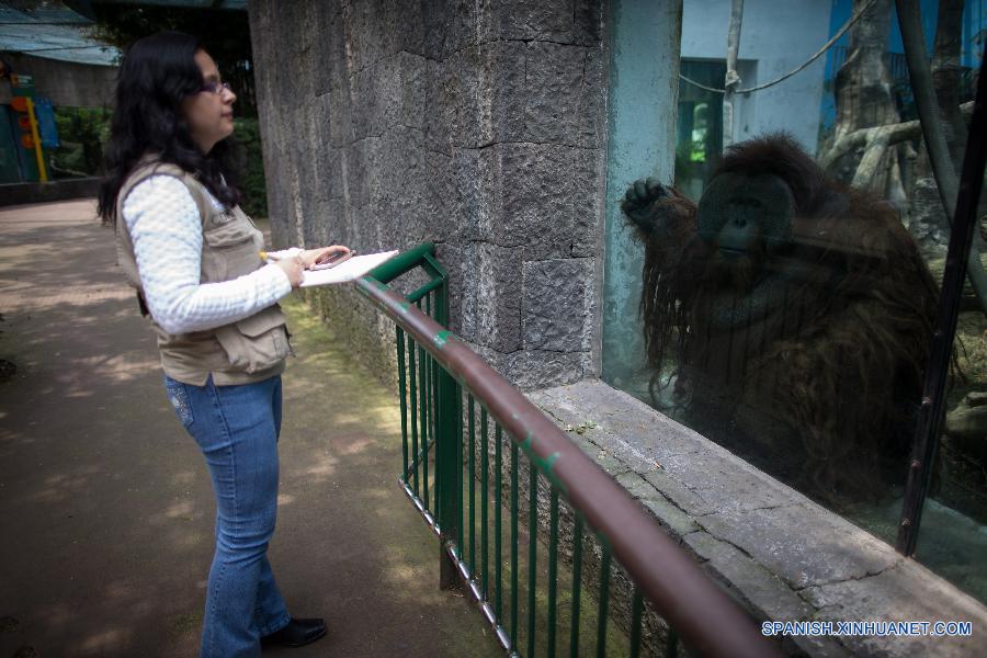 El futuro de 'Toto', un orangután híbrido del Zoológico de Chapultepec, aún es incierto tras la muerte de su hermano 'Jambie' a finales de julio pasado por complicaciones de salud, pero la posibilidad de que pudiera ser trasladado al extranjero o traerle compañía es lejana, debido a una ley mexicana.