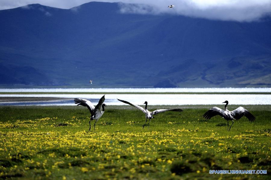 La foto tomada el 11 de agosto de 2015 muestra un lago en el Tibet. El Tibet, que es una de las áreas con la mejor calidad ambiental en el mundo, ha evitado el desarrollo económico al precio de los recursos naturales. La mayor parte de la región mantiene sus estados naturales originales.