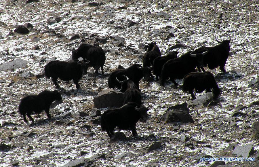 La foto tomada el 11 de agosto de 2015 muestra un grupo de yak en una reserva natural en el Tibet. El Tibet, que es una de las áreas con la mejor calidad ambiental en el mundo, ha evitado el desarrollo económico al precio de los recursos naturales. La mayor parte de la región mantiene sus estados naturales originales.