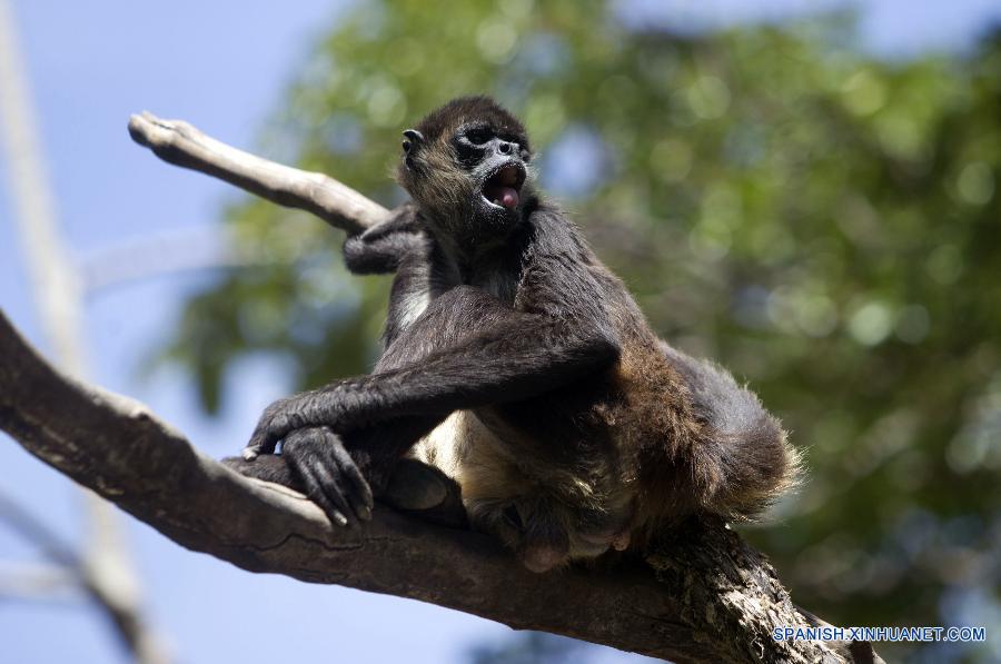 Centro de rescate de animales en Honduras