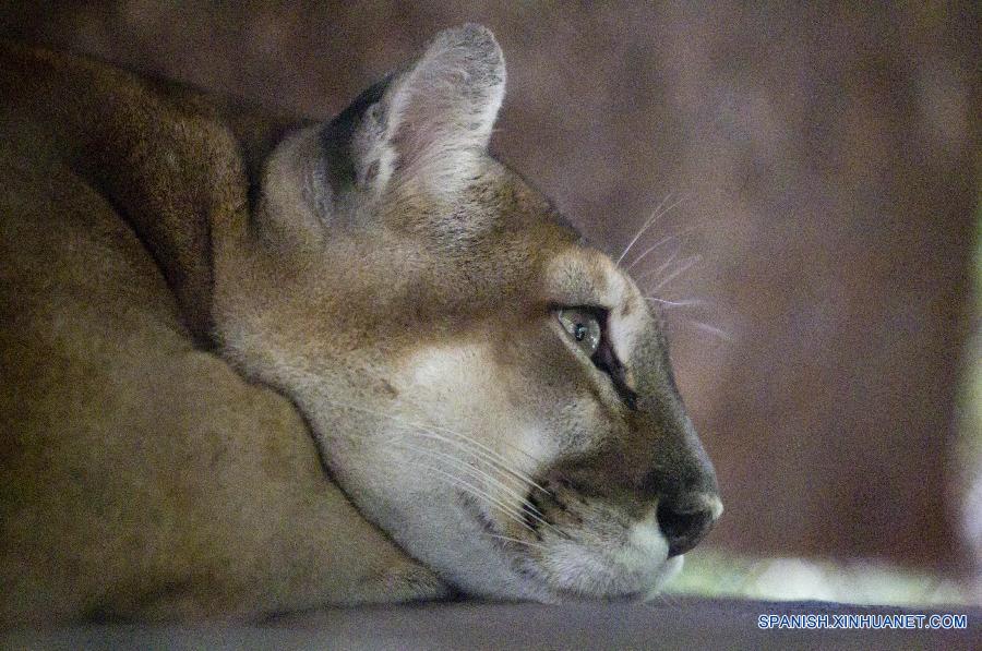 Centro de rescate de animales en Honduras