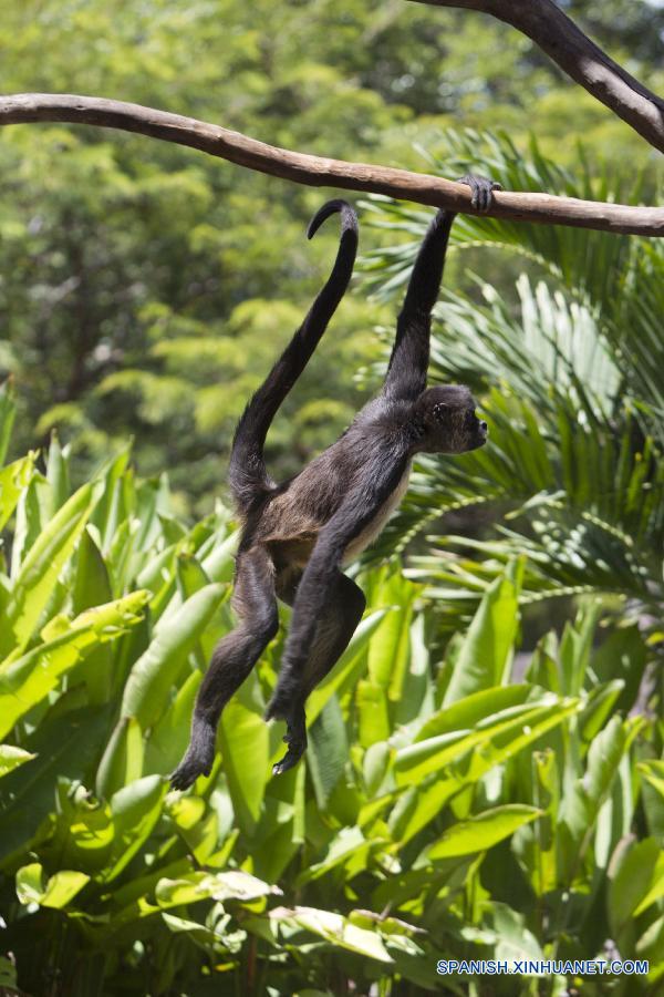 Centro de rescate de animales en Honduras