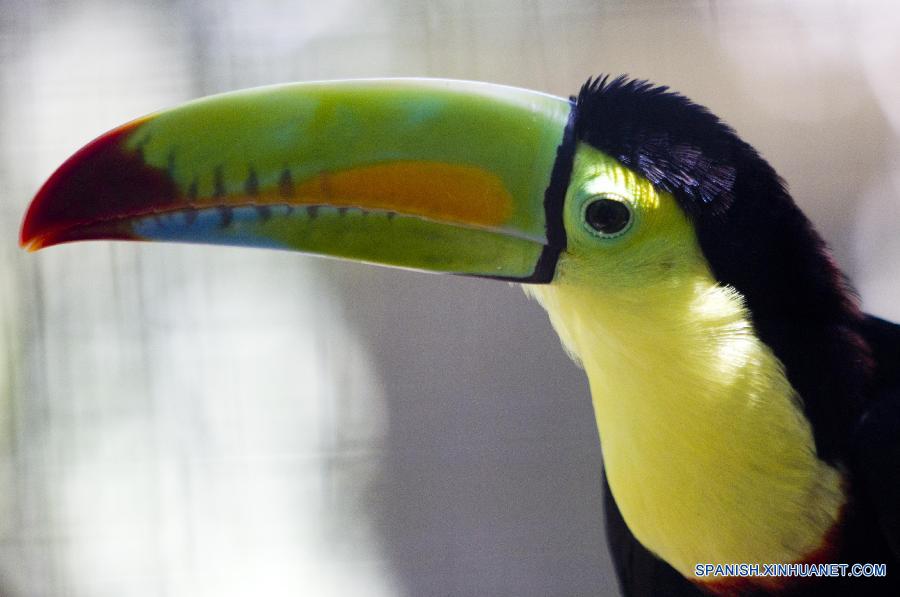 Centro de rescate de animales en Honduras
