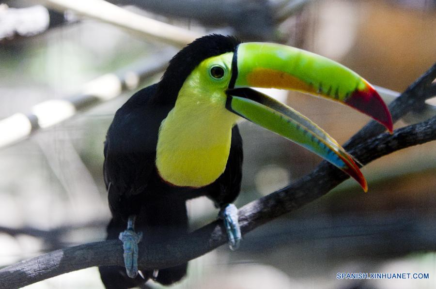 Centro de rescate de animales en Honduras