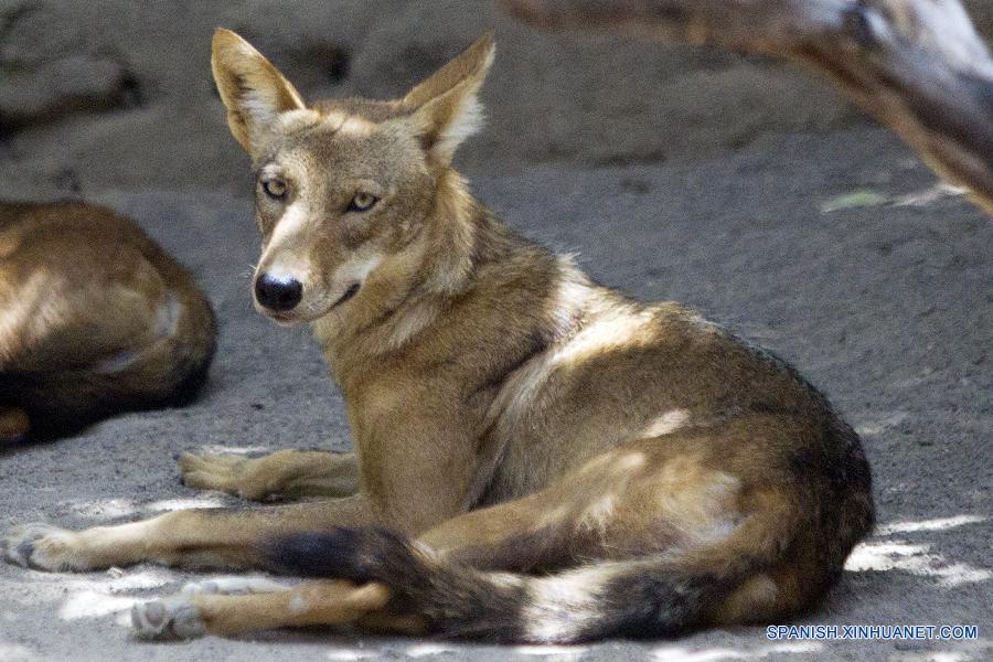 Centro de rescate de animales en Honduras