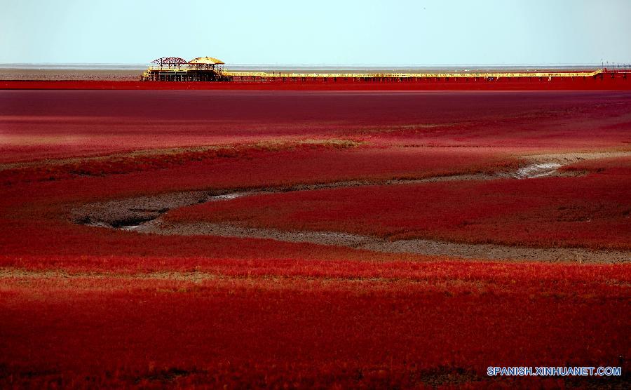 Turistas apreciaban el paisaje en la costa roja en la ciudad de Panjin en la provincia de Liaoning. La costa roja se trata de humedales donde crecen un tipo de hierba de color rojo.  