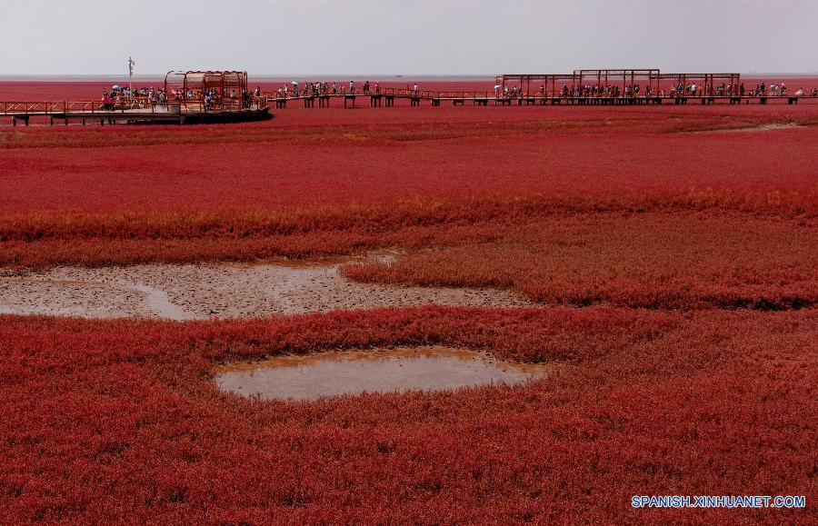 Turistas apreciaban el paisaje en la costa roja en la ciudad de Panjin en la provincia de Liaoning. La costa roja se trata de humedales donde crecen un tipo de hierba de color rojo.  