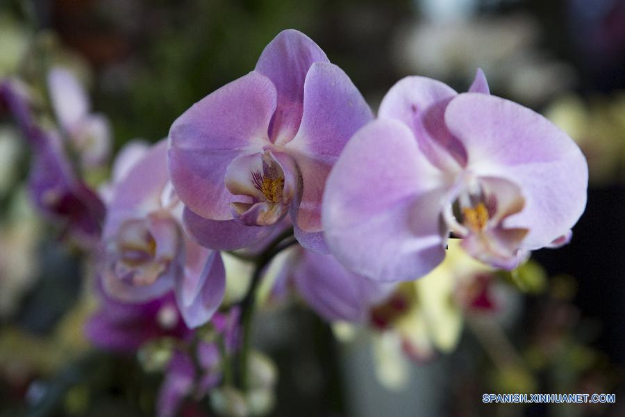 La ciudad de Buenos Aires vive, a unos días del comienzo de la primavera austral (22 de septiembre), su fiesta anual de las orquídeas con una tradicional exposición que ofrece más de 200 variedades de la planta, exposiciones y seminarios.