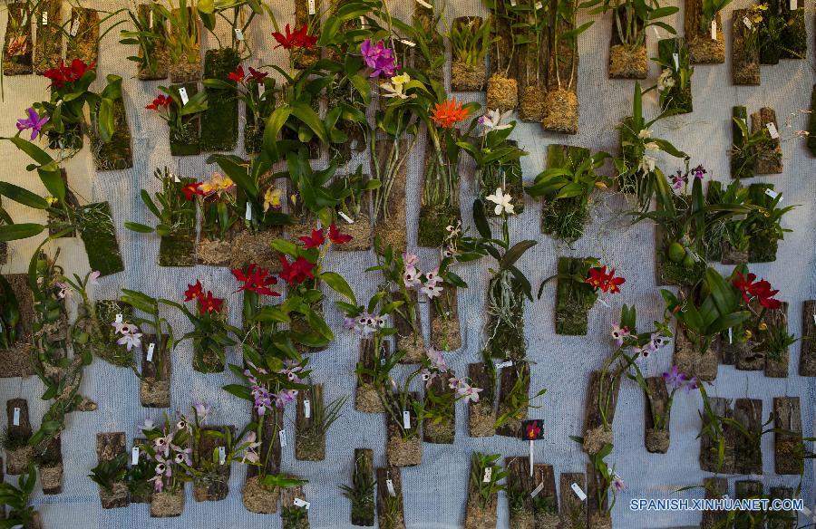 La ciudad de Buenos Aires vive, a unos d&iacute;as del comienzo de la primavera austral (22 de septiembre), su fiesta anual de las orqu&iacute;deas con una tradicional exposici&oacute;n que ofrece m&aacute;s de 200 variedades de la planta, exposiciones y seminarios.