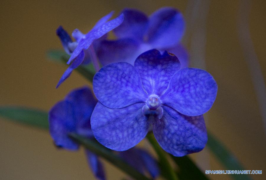 La ciudad de Buenos Aires vive, a unos días del comienzo de la primavera austral (22 de septiembre), su fiesta anual de las orquídeas con una tradicional exposición que ofrece más de 200 variedades de la planta, exposiciones y seminarios. La ciudad de Buenos Aires vive, a unos días del comienzo de la primavera austral (22 de septiembre), su fiesta anual de las orquídeas con una tradicional exposición que ofrece más de 200 variedades de la planta, exposiciones y seminarios.