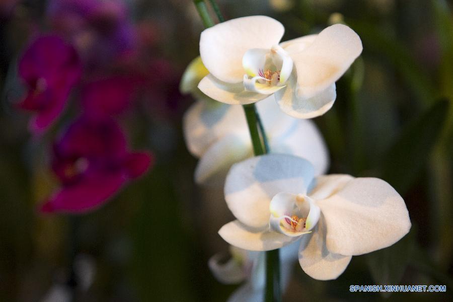 La ciudad de Buenos Aires vive, a unos d&iacute;as del comienzo de la primavera austral (22 de septiembre), su fiesta anual de las orqu&iacute;deas con una tradicional exposici&oacute;n que ofrece m&aacute;s de 200 variedades de la planta, exposiciones y seminarios.