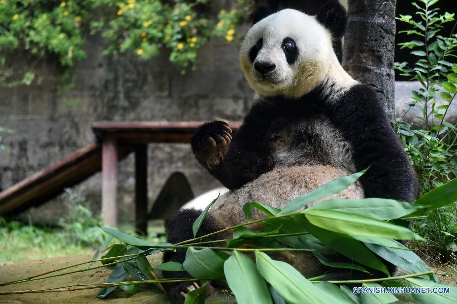 CHINA-FUJIAN-CENTENARIAN PANDA-BASI (CN)