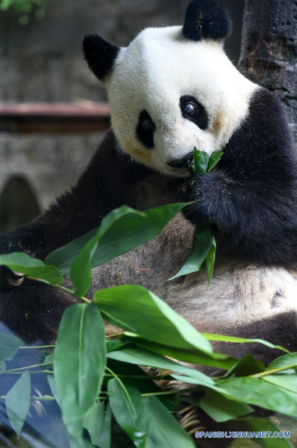 CHINA-FUJIAN-CENTENARIAN PANDA-BASI (CN)