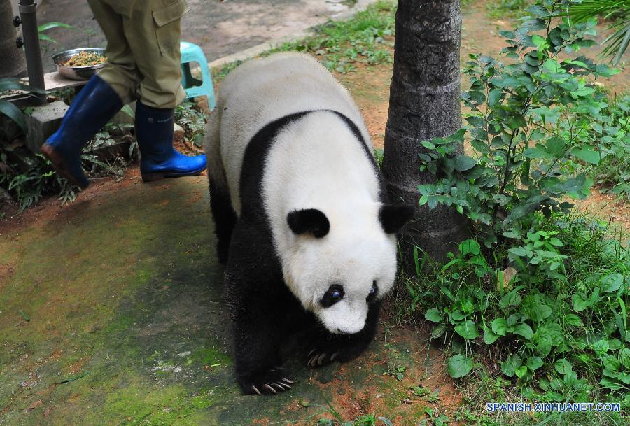 CHINA-FUJIAN-CENTENARIAN PANDA-BASI (CN)