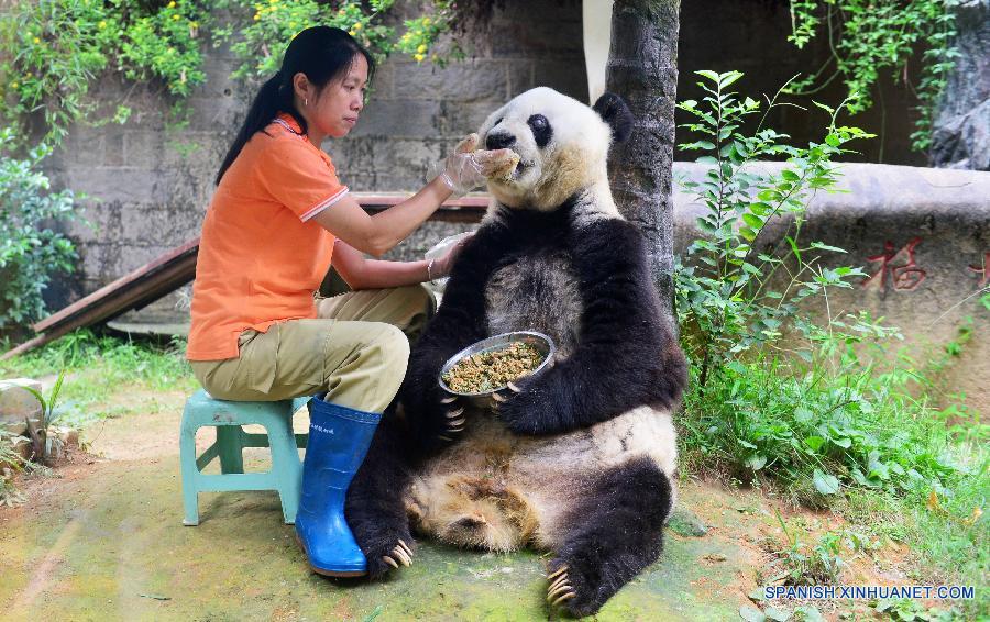 CHINA-FUJIAN-CENTENARIAN PANDA-BASI (CN)