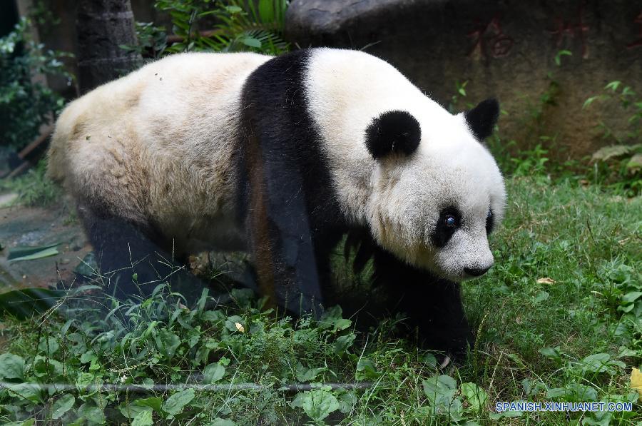 CHINA-FUJIAN-CENTENARIAN PANDA-BASI (CN)