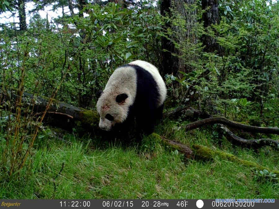 （XHDW·图文互动）（3）夜行、打架、吃肉：红外线摄像机再现野生大熊猫另一面