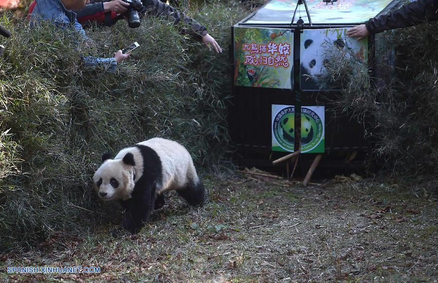 China ha liberado en la naturaleza hoy jueves a su quinta osa panda criada de forma artificial, dentro de los esfuerzos de los expertos en conservación por diversificar el banco de genes de las especies amenazadas.