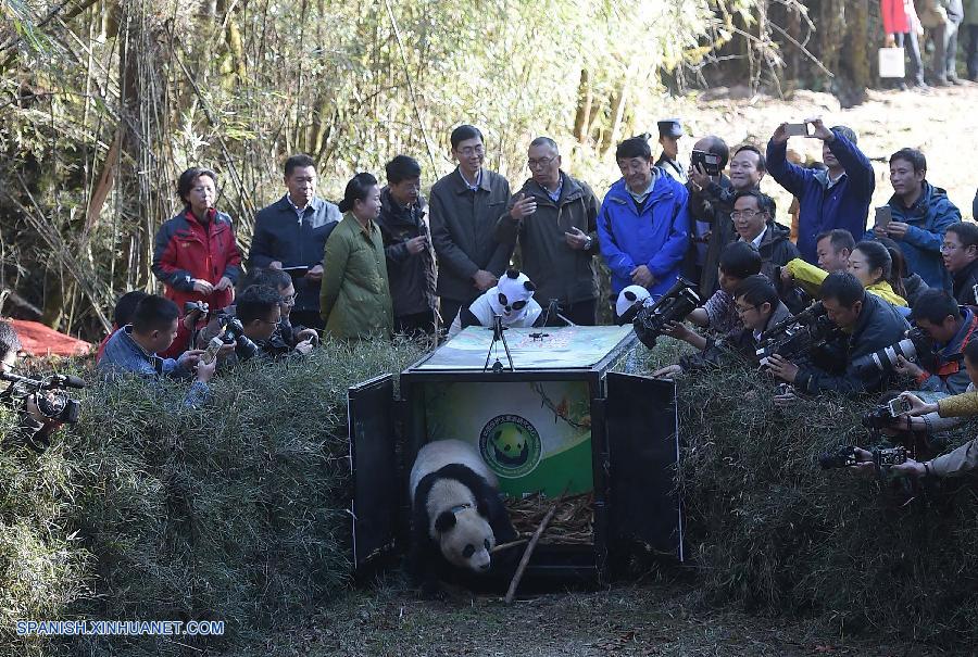 China ha liberado en la naturaleza hoy jueves a su quinta osa panda criada de forma artificial, dentro de los esfuerzos de los expertos en conservación por diversificar el banco de genes de las especies amenazadas.