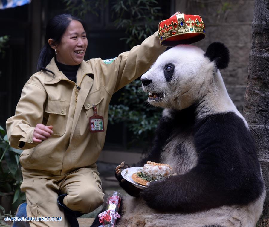 El tercer ejemplar de panda más viejo del mundo celebró su 35º cumpleaños, el equivalente a más de 100 años humanos, en la ciudad oriental china de Fuzhou, capital de la provincia de Fujian.