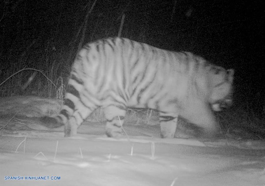 China ha hallado señales de tigres siberianos salvajes en los bosques de la provincia nororiental china de Jilin, lo que muestra la expansión del espacio en el que desarrollan sus actividades, según la administración local de silvicultura.