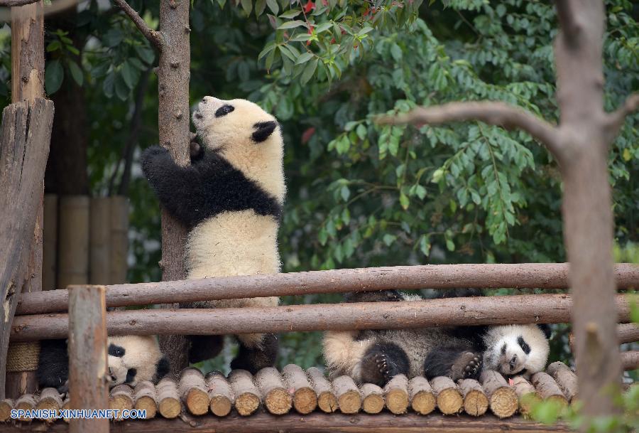 China ahora tiene 422 pandas gigantes criados en cautividad con una tasa de supervivencia de un 88 por ciento, informó hoy jueves la Administración Estatal de Silvicultura (AES).