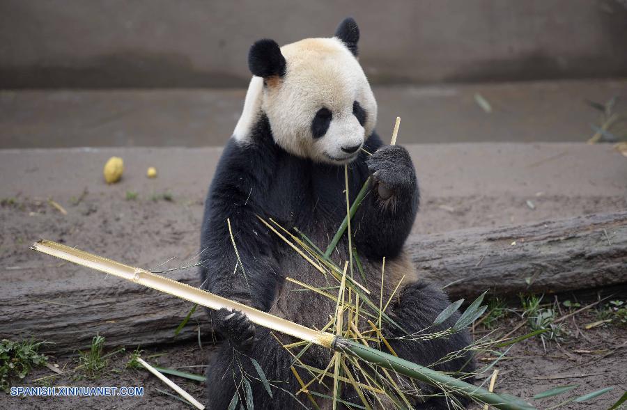 China ahora tiene 422 pandas gigantes criados en cautividad con una tasa de supervivencia de un 88 por ciento, informó hoy jueves la Administración Estatal de Silvicultura (AES).