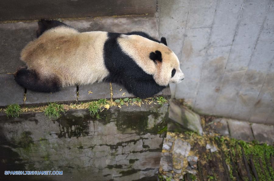 China ahora tiene 422 pandas gigantes criados en cautividad con una tasa de supervivencia de un 88 por ciento, informó hoy jueves la Administración Estatal de Silvicultura (AES).