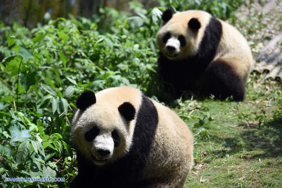 China ahora tiene 422 pandas gigantes criados en cautividad con una tasa de supervivencia de un 88 por ciento, informó hoy jueves la Administración Estatal de Silvicultura (AES).