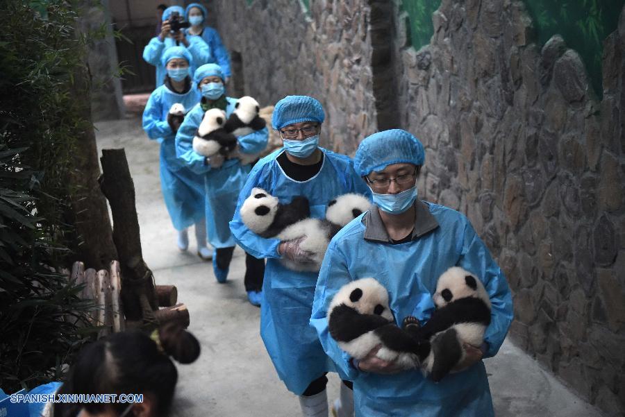 China ahora tiene 422 pandas gigantes criados en cautividad con una tasa de supervivencia de un 88 por ciento, informó hoy jueves la Administración Estatal de Silvicultura (AES).