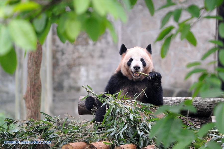 Un parque zoológico de la municipalidad de Chongqing, en el suroeste de China, ha puesto como nombre Tintín a un cachorro de panda gigante, inspirándose en los famosos cómics belgas 'Las aventuras de Tintín'.