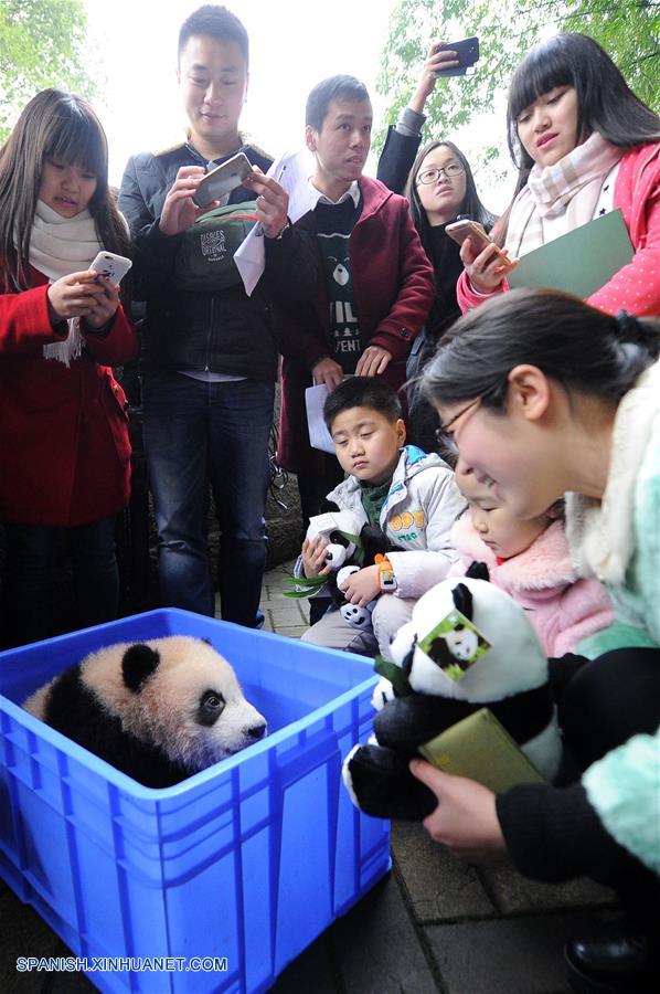Un parque zoológico de la municipalidad de Chongqing, en el suroeste de China, ha puesto como nombre Tintín a un cachorro de panda gigante, inspirándose en los famosos cómics belgas 'Las aventuras de Tintín'.