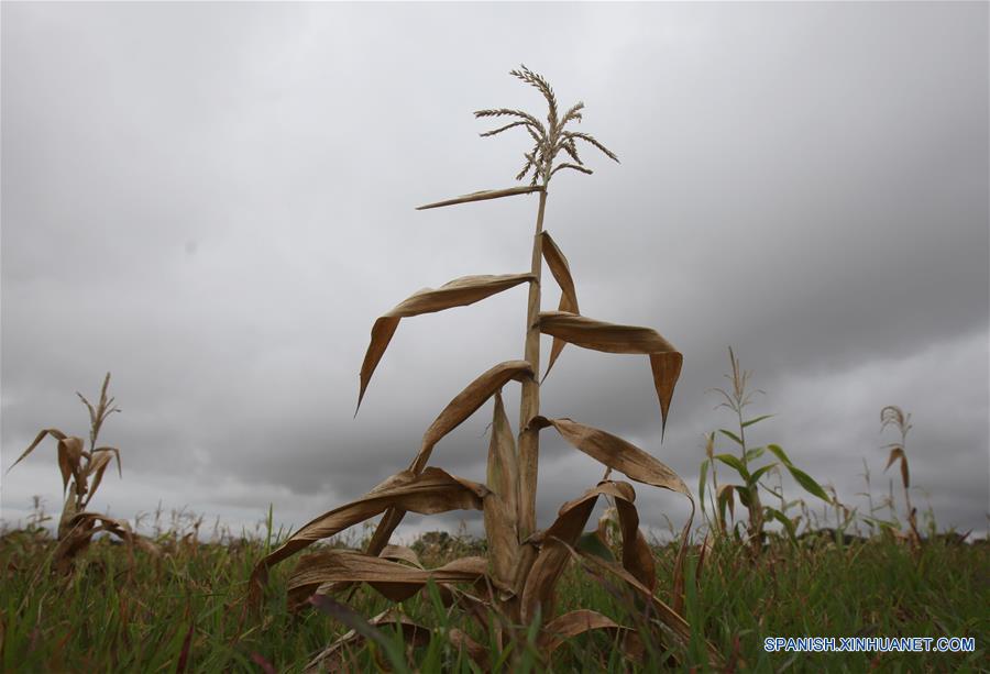 ZIMBABWE-HARARE-DROUGHT-STATE OF DISASTER