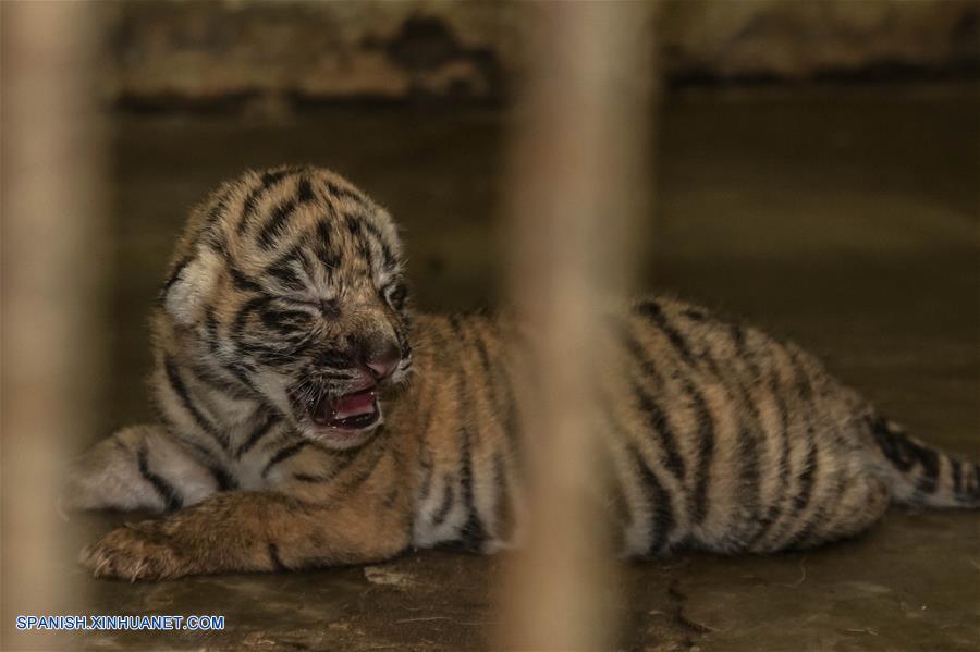 Indonesia: Tigre de Sumatra recién nacido en Zoológico Medan