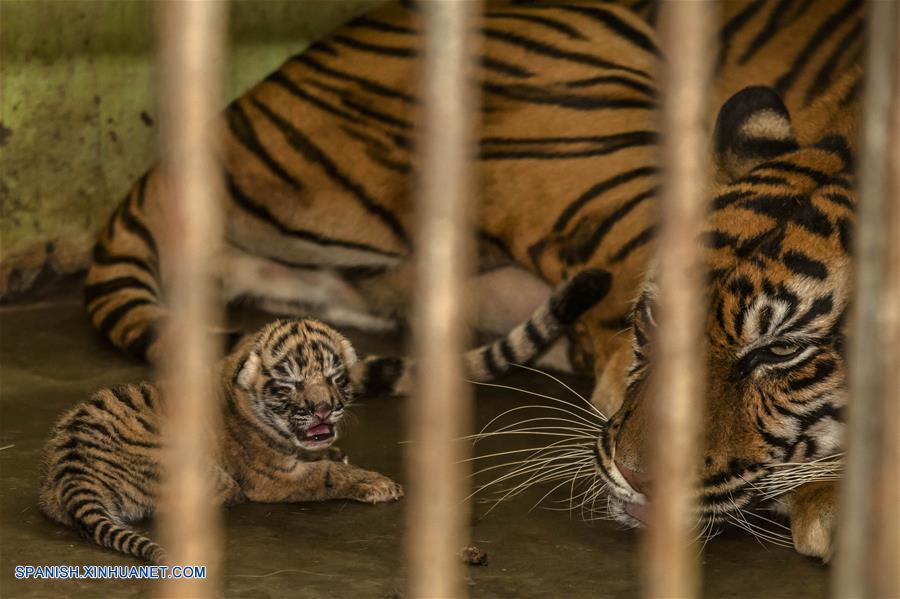 Indonesia: Tigre de Sumatra recién nacido en Zoológico Medan