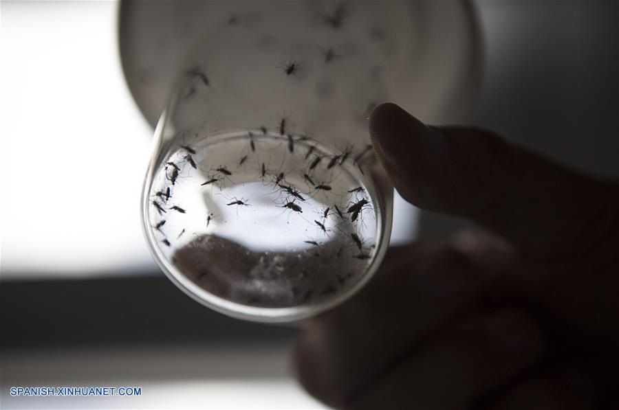 Cient&iacute;ficos de Centro de Estudios Parasitol&oacute;gicos y de Vectores se dedican a un insecticida biol&oacute;gico para combatir el mosquito que transmiten el zika, el dengue y el virus Chikungunya.