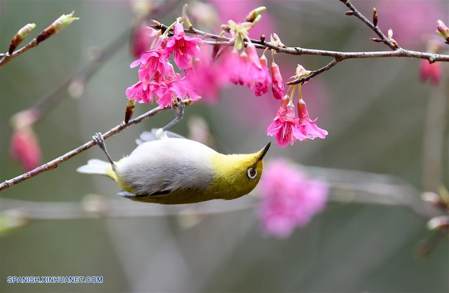 Un p&aacute;jaro descansa sobre una rama de &aacute;rbol en un parque en Fuzhou, Fujian, China, el 18 de febrero de 2016.