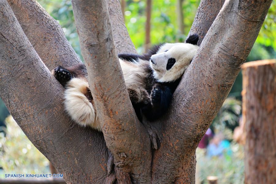 Pandas gigantes en Chengdu