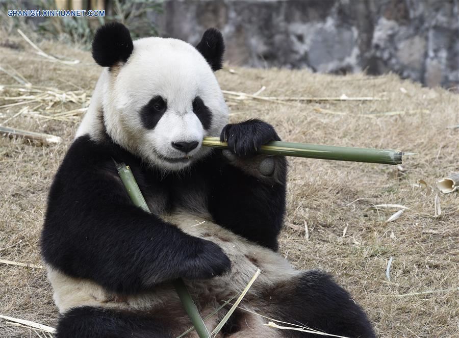 （社会）（2）大熊猫“园欣”“华妮”将“旅居”韩国