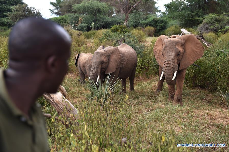 KENYA-SAMBURU-WILDLIFE CONSERVATION-ELEPHANTS