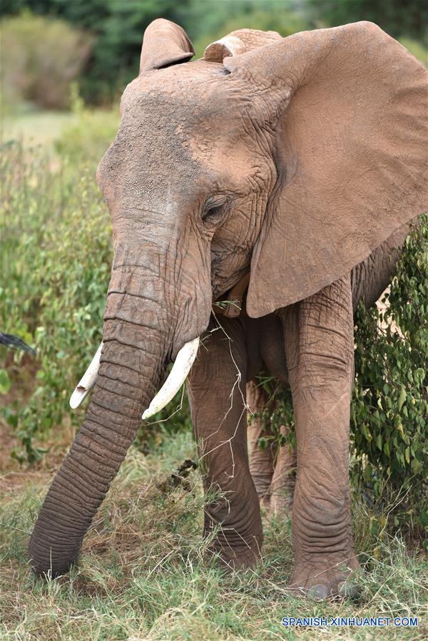 KENYA-SAMBURU-WILDLIFE CONSERVATION-ELEPHANTS