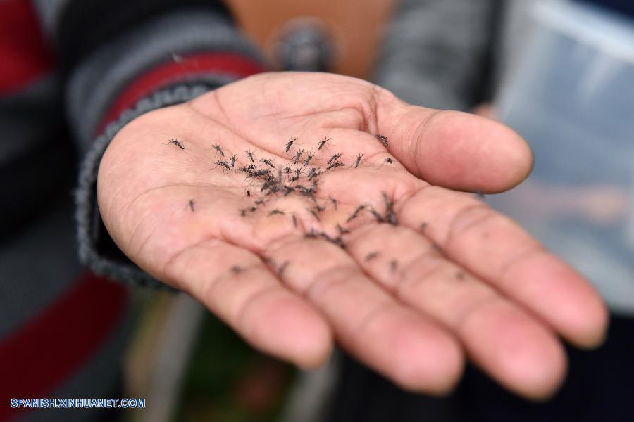 Un laboratorio chino está tratando de esterilizar mosquitos para cortar la transmisión del dengue y del virus del Zika después de que los pesticidas y la medicación hayan mostrado efectos limitados.