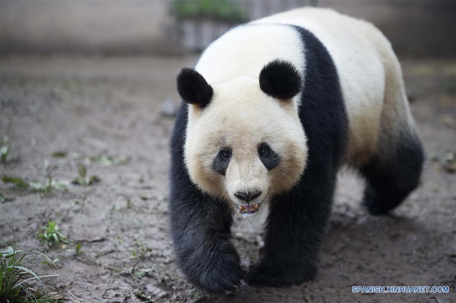 （社会）（1）中国大熊猫保护研究中心今年计划为26只雌性大熊猫配种