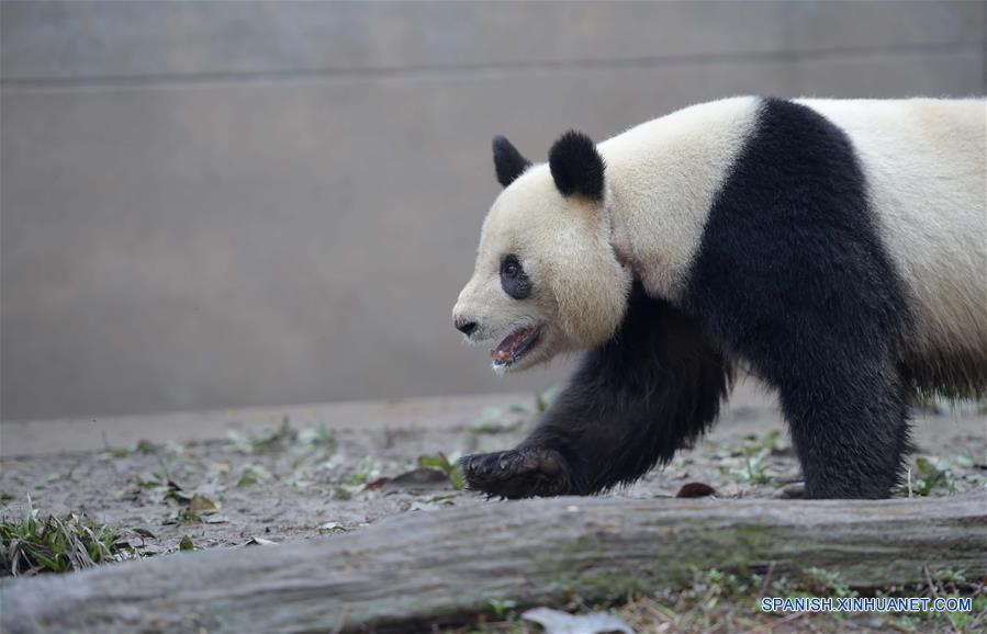 （社会）（3）中国大熊猫保护研究中心今年计划为26只雌性大熊猫配种