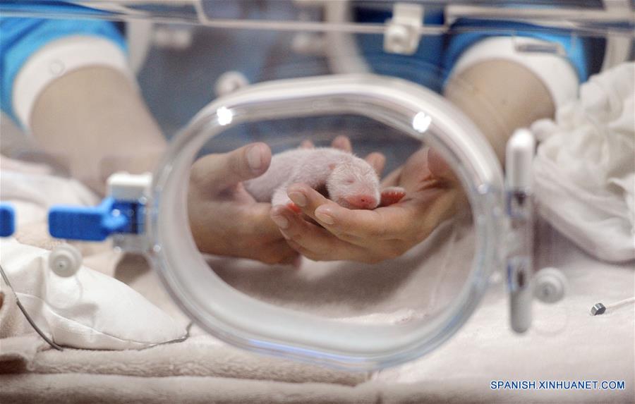 CHINA-SICHUAN-PANDA CUB (CN)