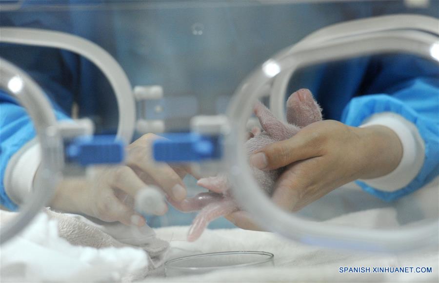 CHINA-SICHUAN-PANDA CUB (CN)